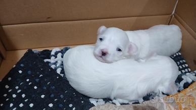 Maltese maschio