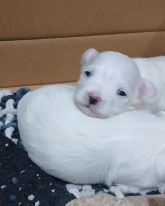 Maltese maschio