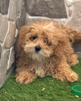 Maltipoo