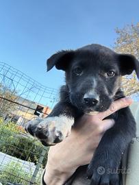 Cagnolini mettici 2 femmine e un maschio