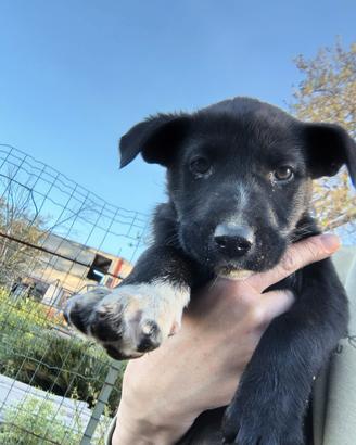Cagnolini mettici 2 femmine e un maschio