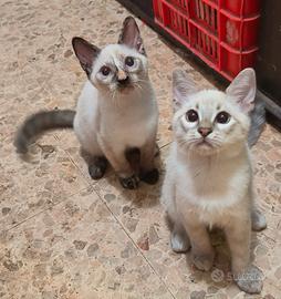 gattini simil siamesi