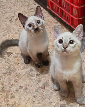 gattini simil siamesi