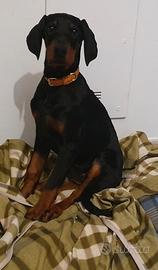 Cucciola dobermann