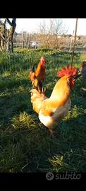 Galline galli pulcini materiale fertile