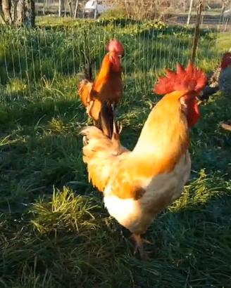 Galline galli pulcini materiale fertile