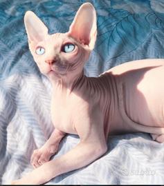 Sphynk cucciola