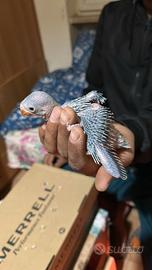 Pulli parrocchetto dal collare viola