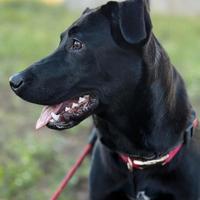 Anitta pastore belga\labrador 2 anni