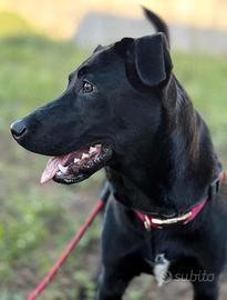 Anitta pastore belga\labrador 2 anni