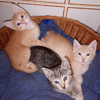 Gattini