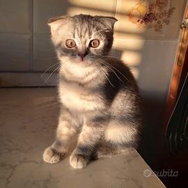 Cuccioli Scottish fold e Scottish straight 