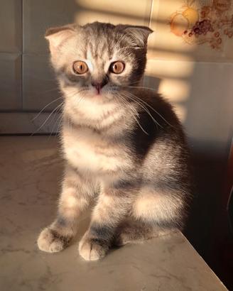 Cuccioli Scottish fold e Scottish straight 