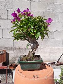 Bonsai di bouganville