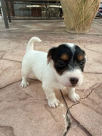 Cuccioli di Jack russel
