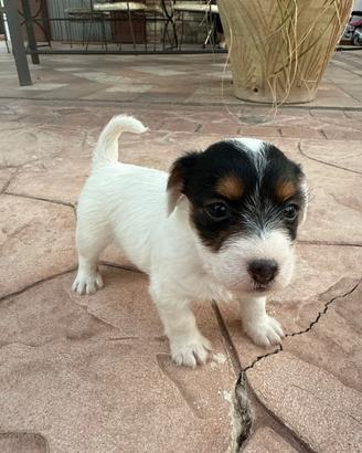 Cuccioli di Jack russel