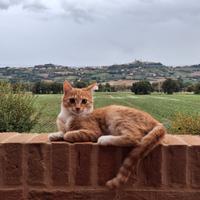 Dolcissima gattina rossa