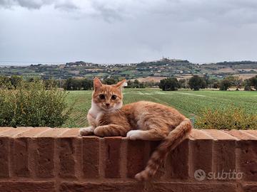 Dolcissima gattina rossa