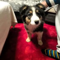 Cuccioli di aussi pastore australiano