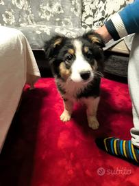 Cuccioli di aussi pastore australiano