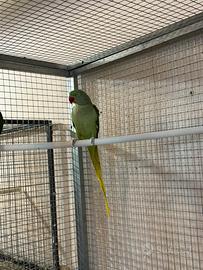 Parrocchetto grande alessandrino