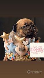 Bulldog francese meravigliosi