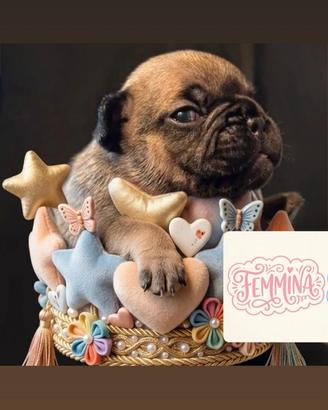 Bulldog francese meravigliosi