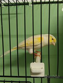 Canarino maschio giallo mosaico