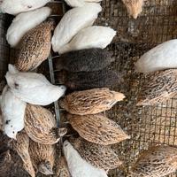 Quaglie jumbo da carne e ovaiole