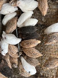 Quaglie jumbo da carne e ovaiole