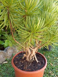 Pianta grassa " Senecio dell' Himalaya " 