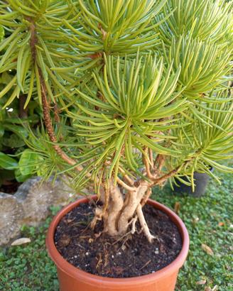 Pianta grassa " Senecio dell' Himalaya " 