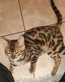 Gatto bengala