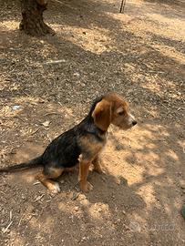 Cani da caccia