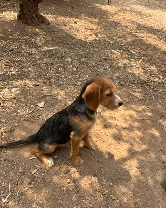 Cani da caccia