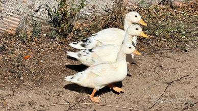 Call duck bianco