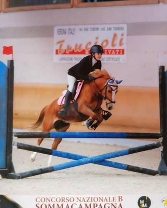 Pony saura