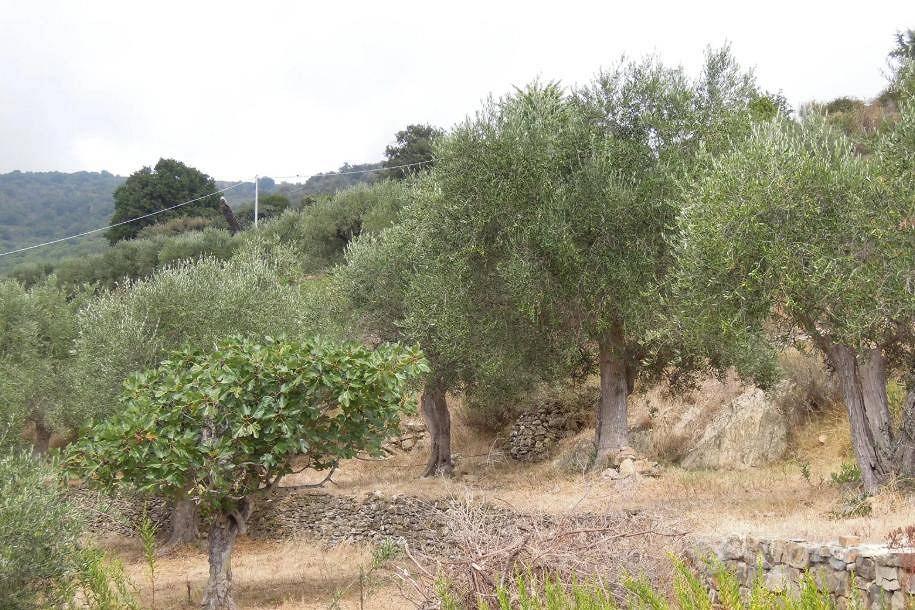 Immobile in asta di 4174 m² a Pompeiana - Vista 5