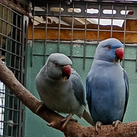 Coppia parrocchetti dal collare