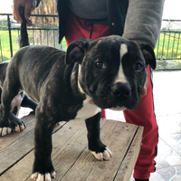 Cuccioli di Amstaff M/F