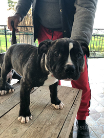 Cuccioli di Amstaff M/F