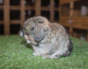 Coniglio nano minilop