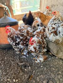Galline Cocincine nane millefiori