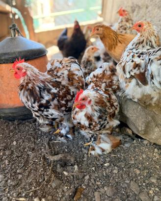 Galline Cocincine nane millefiori
