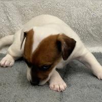 Jack russell