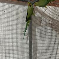 Parrocchetti allevati a mano