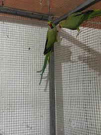 Parrocchetti allevati a mano