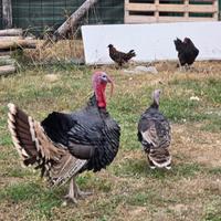 1 tacchino e 2 tacchine