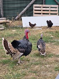 1 tacchino e 2 tacchine