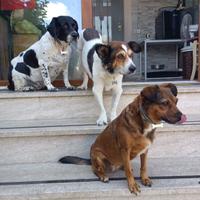 Cagnolini in adozione